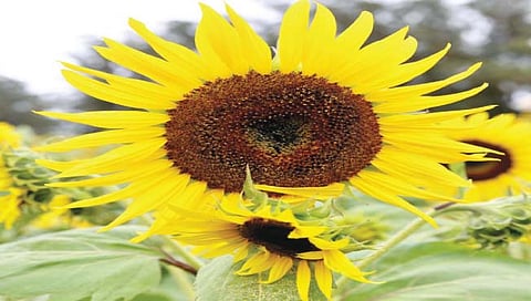 सूर्यफुलाची पेरणी कशी करावी?