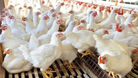 वाढता उष्म्यात कोंबड्यांची अशी घ्या काळजी