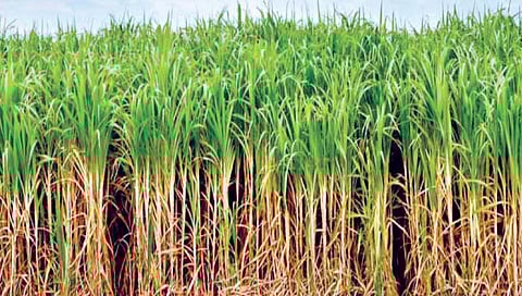 उन्हाळ्यातील ऊस पिकाचे व्यवस्थापन