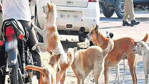 नोएडा : सात महिन्यांच्या बाळावर भटक्या कुत्र्याचा हल्ला; अर्भकाचा दुर्दैवी मृत्यू