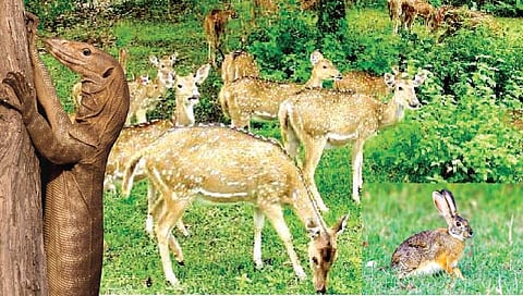 सांगली : सह्याद्री व्याघ्र प्रकल्पाला शिकारीचे ग्रहण!