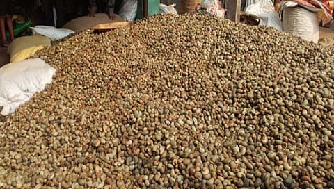 कोकण : हंगामाच्या शेवटच्या टप्प्यात काजू बी दरात उसळी!