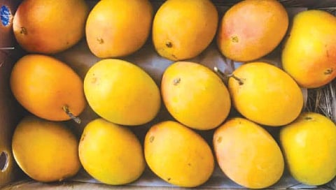 कोल्हापूर : नैसर्गिकरित्या पिकवलेला अस्सल हापूस आंबा हवा आहे का ? मग शाहू मिलमध्ये या !