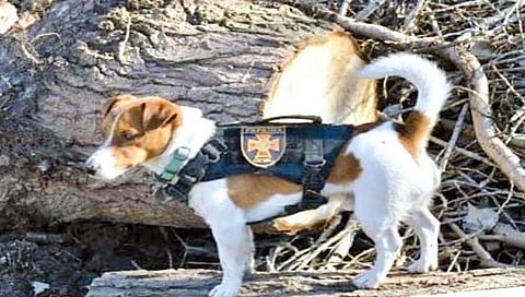 Russia-Ukraine-war : युक्रेनच्या श्वानाने शोधली 150 हून अधिक स्फोटकं!