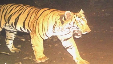 Patteri tiger