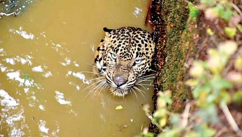 गोवा : शिकारीच्या नादात बिबट्या पडला विहिरीत
