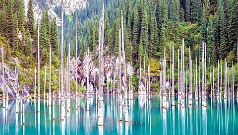 A forest of inverted trees in the lake!
