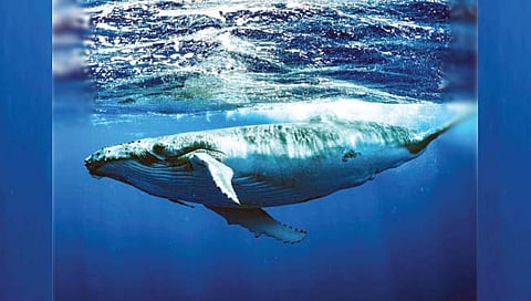 पाच कोटी वर्षांपूर्वी ब्ल्यू व्हेलची उत्पत्ती