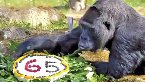 Birthday of the world's oldest gorilla