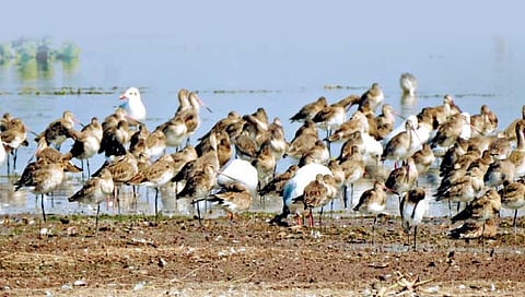 उजनीवर ‘गॉडविट’ पक्ष्यांची मांदियाळी