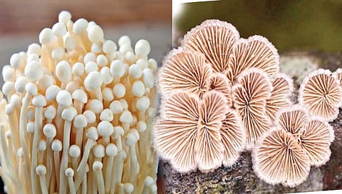 मशरूमही एकमेकांशी ‘बोलतात’!