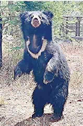 राजीव गांधी प्राणिसंग्रहालयात रविवारी अस्वलाने दोन पायांवर उभे राहून नृत्य केल्याने मुलांनी एकच जल्लोष केला