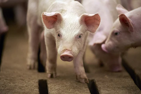African swine fever | भारतात आफ्रिकन स्वाइन फिव्हरची धडक; १०० डुकरांचा मृत्यू; मानवी आरोग्याला धोका आहे का?