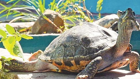 महाराष्ट्रातील विविध प्रदेशांत सापडलेली 85 संरक्षित भारतीय कासवे उत्तर प्रदेशात