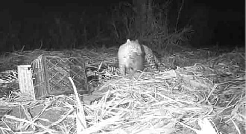 रांजणी येथील कारमळ्यात आढळून आलेले दोन बिबट बछडे मादीने सुरक्षित स्थळी हलवले. हे दृश्य ट्रॅप कॅमेऱ्यात कैद झाले.