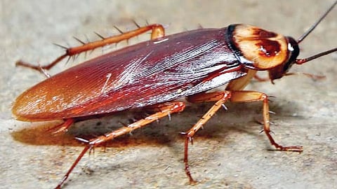 Cockroach Found in Soup