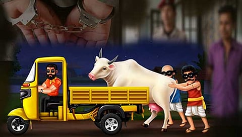 कराड : गाय चोरणारे पोलिसांच्या ताब्यात