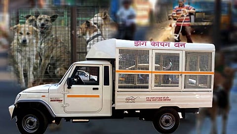 सांगली : डॉग व्हॅन फिरवल्याचे दाखवून 60 हजाराला गंडा