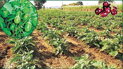 वांगी लागवडीतून अर्थार्जन