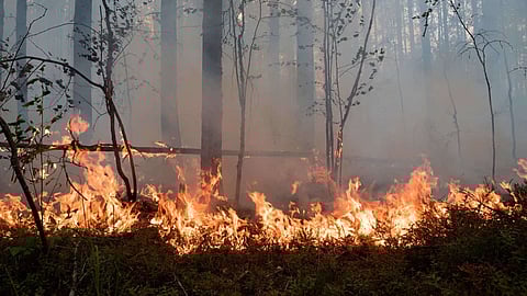 वणवे प्रतिबंधासाठी मेळघाट प्रकल्पाचे मॉडेल राबविणार