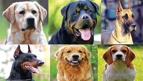 सांगली : परदेशी श्वान ठरताहेत पैशाची खाण!