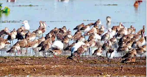 पुणे : उजनी जलाशयावर ‘गॉडविट’ आले; पण उशिराने