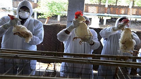 H3N8 Bird Flu