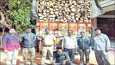 इगतपुरी : अवैध तोडलेले वृक्ष वाहनासह ताब्यात घेताना वनविभागाचे अधिकारी.