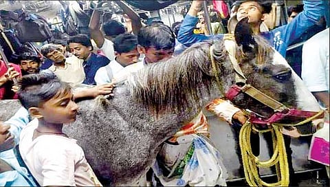 रेल्वेतून चाललाय घोडा! चौकशीचे आदेश