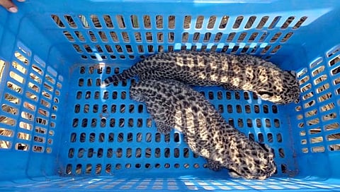 आंबेगाव : कारमळ्यात ऊस तोडणी सुरू असताना आढळले बिबट्याचे बछडे