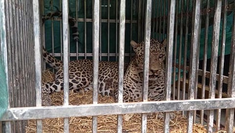 जांबूत येथे पिंजर्यात बिबट्या जेरबंद