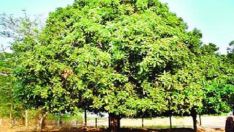 बीड : अवीट चवीचा गावरान आंबा होतोय हद्दपार; आर्थिक उत्पन्न कमी, आंबे लागवडीकडे कल