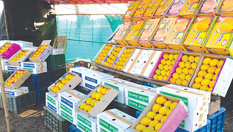 सांगली : गुढीपाडव्यासाठी मागणी वाढल्याने सांगलीत आंब्याची आवक मोठ्या प्रमाणात झाली आहे.