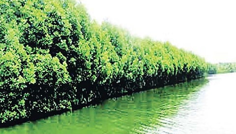 रत्नागिरी : कांदळवनांचा ताबा येणार वन विभागाकडे