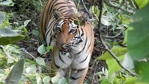 गडचिरोली : शेतात धानपिकाला पाणी देण्यासाठी गेलेली महिला वाघाच्या हल्ल्यात ठार