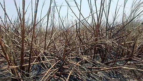 उस्मानाबाद : जळालेला ऊस पाहून महिलेचा हृदयविकाराच्या धक्क्याने मृत्यू