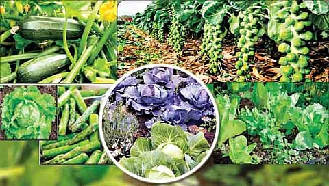 सांगली : जिल्हा बनू लागला विदेशी भाजीपाला ‘हब’