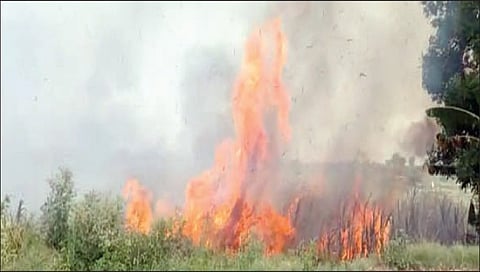 नायगाव: विद्युत वाहिन्यांतून पडलेल्या ठिणगीने जळून खाक झालेला ऊस.