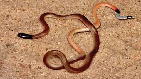 आटपाडी : माडगुळे येथे प्रा. डॉ. शिवाजी विभुते यांना दुर्मीळ पोवळा जातीचा साप सापडला.