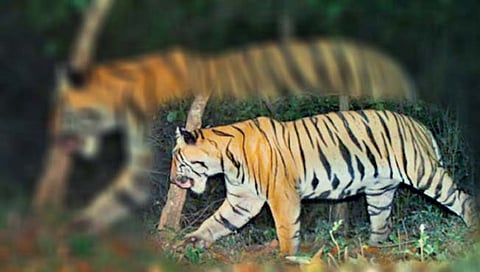 राधानगरी अभयारण्यात पट्टेरी वाघाचे दर्शन