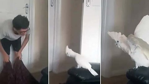 parrot Viral video: मालकाची जादू आणि पोपटाच्या चक्कीत जाळ! व्हिडीओ पाहाल तर नॉनस्टॉप हसाल