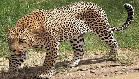 संग्रहित छायाचित्र