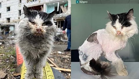 at-survivor of Russia-Ukraine attack adopted