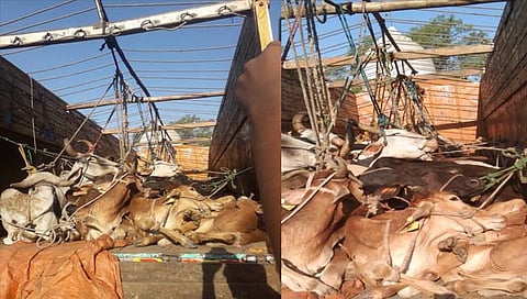 नाशिक : गोरक्षकांनी पाठलाग करून गायींची वाहतूक करणारा ट्रक रोखला