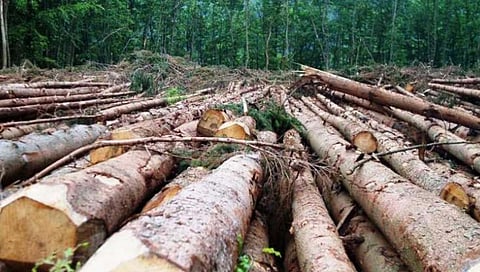 वृक्षतोडीचा सपाटा