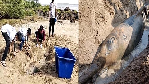 मालाड किनाऱ्यावर आढळला मृत डॉल्फिन