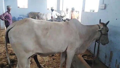 गायींच्या नावावर प्रत्येकी लाखाची FD! जाणून घ्या ‘त्या’ गोठ्यातील गायी कशा बनल्या लखपती?