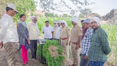 बीड : उसाच्या शेतात गांजाची लागवड; शेतकरी पोलीसांच्या ताब्यात