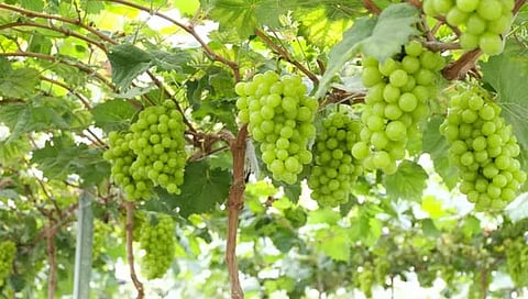 सांगली : द्राक्षशेती उद्ध्वस्त होण्याच्या मार्गावर