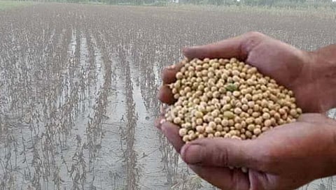 धुळे : बोगस खत विक्री करणाऱ्यांवर पाच पथकांचे लक्ष